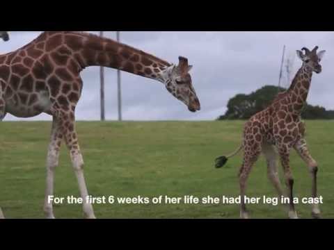 Fota Giraffe Calf Makes First Appearance after Broken Leg
