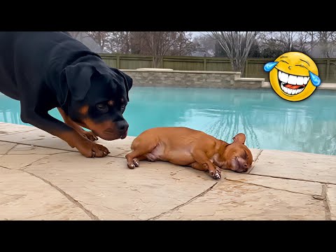 Chihuahua vs Rottweiler | The Funniest Moments Ever 😂🐶