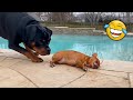 Chihuahua Vs Rottweiler The Funniest Moments Ever