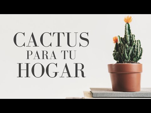 , title : '10 Cactus para Decorar tu Casa: Interiores y exterior Cactus fáciles, resistentes y cómo cuidarlos'