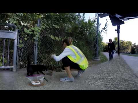 Feral Cats of Dallas