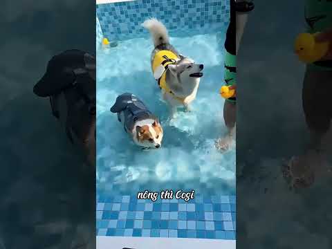 Anh chàng này đưa hai chú chó của mình đi bơi.