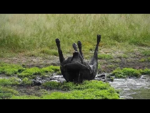Djuma: Lone African Buffalo enjoying Spa Day - 08:32 - 03/10/19