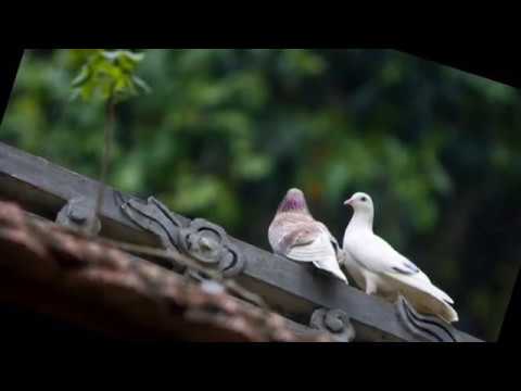 Dấu lệ - Quang Tuấn