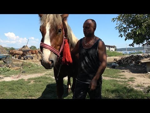 Caii lui Adi de la Tampa, Hunedoara - 2019 Nou !!!