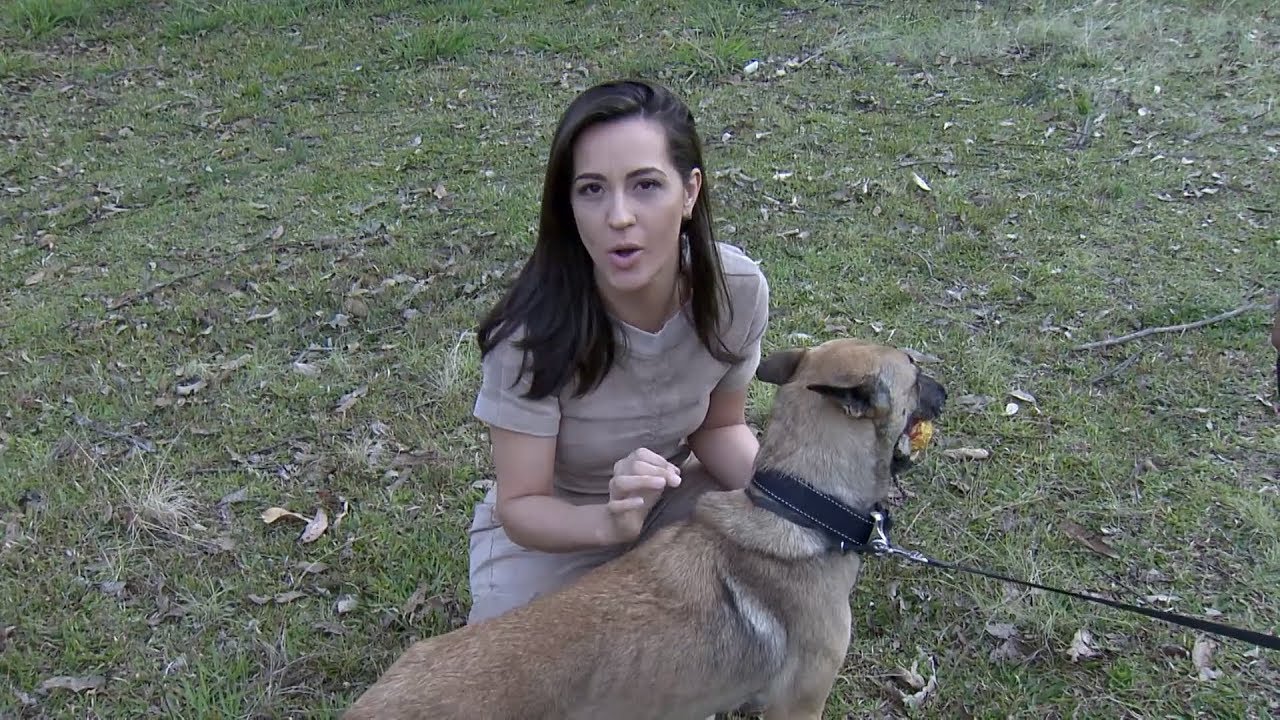 Watch Now Conheça o treinamento dos cães farejadores da PM de SP Conheça o treinamento dos cães farejadores da PM de SP