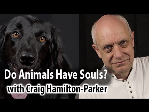 Do Animals Have Souls? - What happens when a pet dies?
