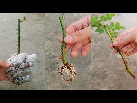 Amazing ideas for Making Flower Pot Recycling plastic Bottles into flower Pot