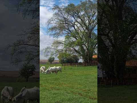 FAZENDA CAMPESTRE, SANTA MARIANA, PARANÁ