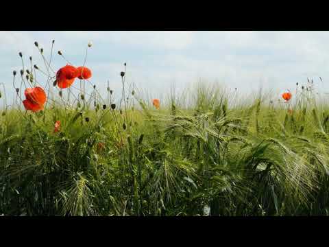 Barsinghausen 2020 - 4K