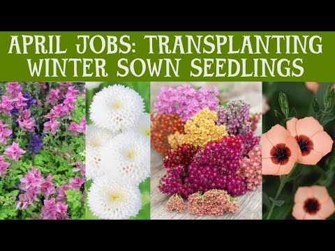 APRIL Gardening jobs. Transplanting winter sown seedlings, Achillea, chrysanthemum, flax, scabious