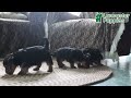 Yorkshire Terrier dogs for sale: Teddy - Video 1