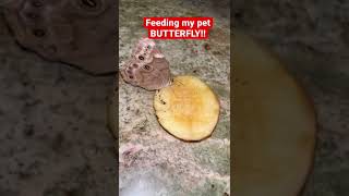 Download lagu FEEDING MY PET BUTTERFLY #shorts mp3