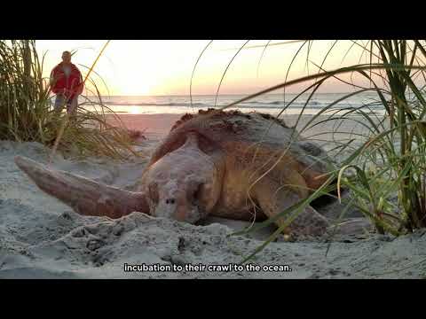 The Sargasso Sea and the Lost Years