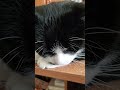 What I M Sleeping Grumpy Tuxedo Cat Trying To Sleep
