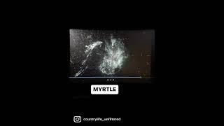 Myrtle…ending.  Vic Chesnutt
