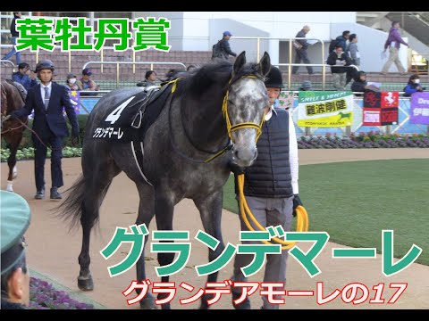 【グランデマーレ（グランデアモーレの17）】2歳レコード　1:58.9のタイムで快勝！葉牡丹賞でデビュー2連勝は来春の同距離で行われる皐月賞にむけて前途洋々('◇')ゞ