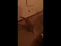 TyBean Playing With JJ