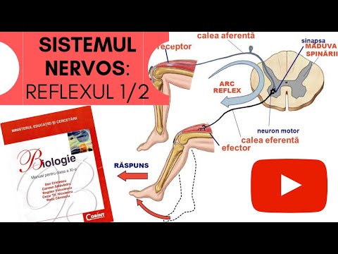 ADMITERE MEDICINA : SISTEMUL NERVOS 3: REFLEXUL partea 1/2