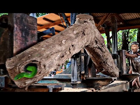 unexpected attack while sawing curved teak log full of surprises at sawmill