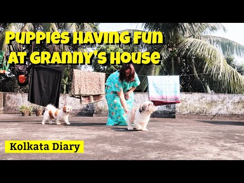 Puppies Having Fun At Granny's House