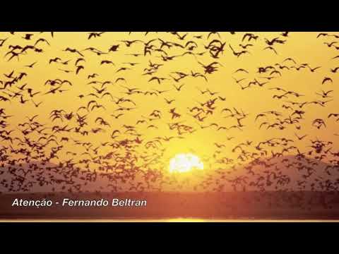 Atenção- Fernando Beltran