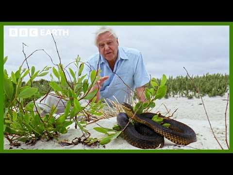 Blind but Deadly: How Tiger Snakes Hunt Without Sight | Life in Cold Blood | BBC Earth