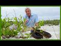 Blind But Deadly How Tiger Snakes Hunt Without Sight Life In Cold Blood BBC Earth
