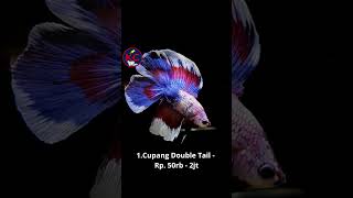 Download lagu 4 Jenis Ikan Cupang Termahal di Dunia #faktaunik mp3