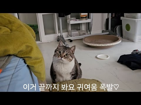 이거 끝까지 봐요 귀여움 폭발