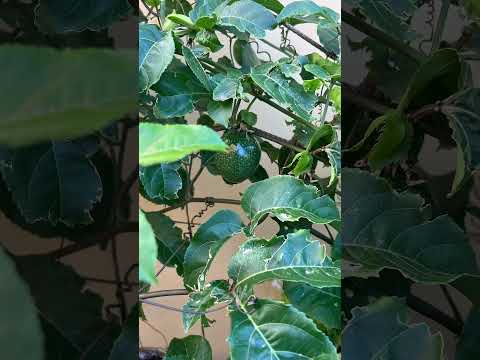 Maracuyá gran Canaria, fruta tropical en jardín islas Canarias Canary island maracuyá verde