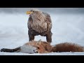 Eagle vs Fox fighting for food on hill