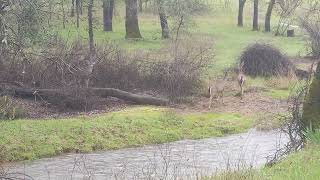 Deer by the creek  🦌