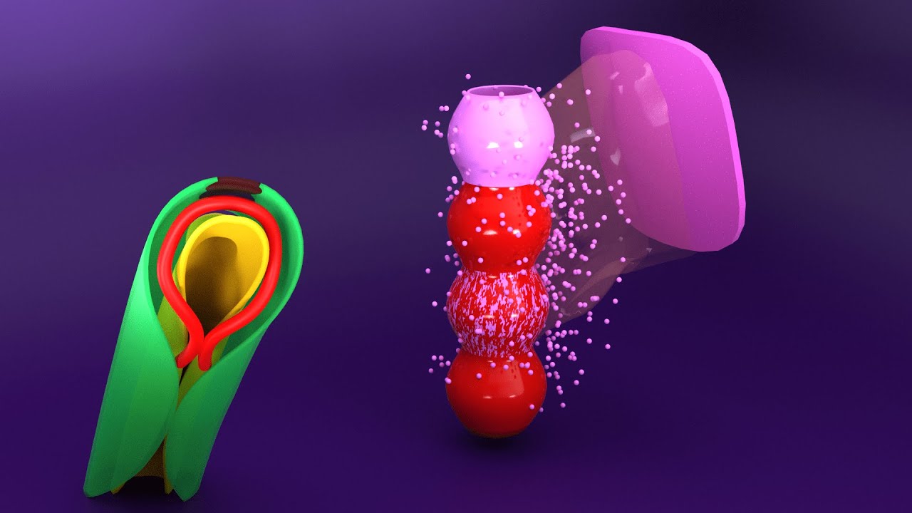 3D Heart Tube Embryology - Myoepicardial mantle - Proepicardial organ - CVS Embryology