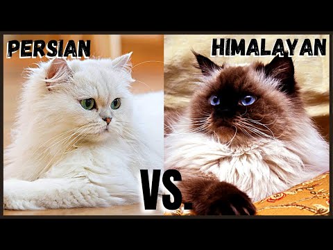 Persian Cat VS. Himalayan Cat