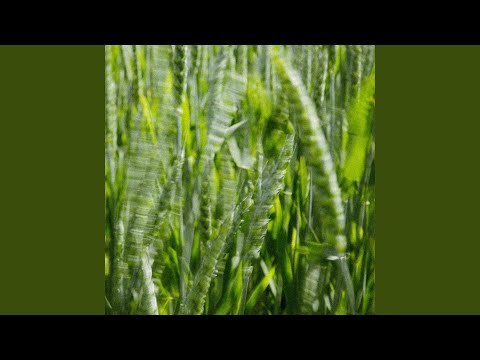 Wild Rushing Wind (Live)