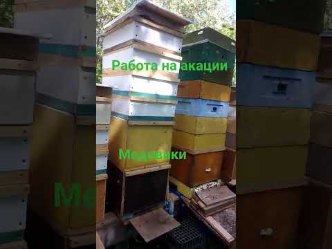 фото пчеломатки 0