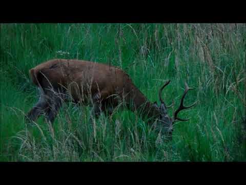Junger Hirsch im August // young deer in late summer