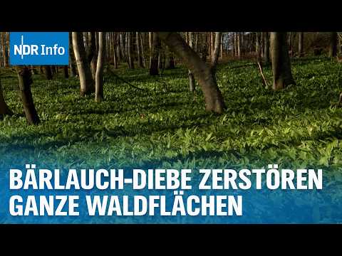 Video Thumbnail: Bärlauch-Diebstahl: Wenn Sammelwut das Naturparadies bedroht | NDR Info