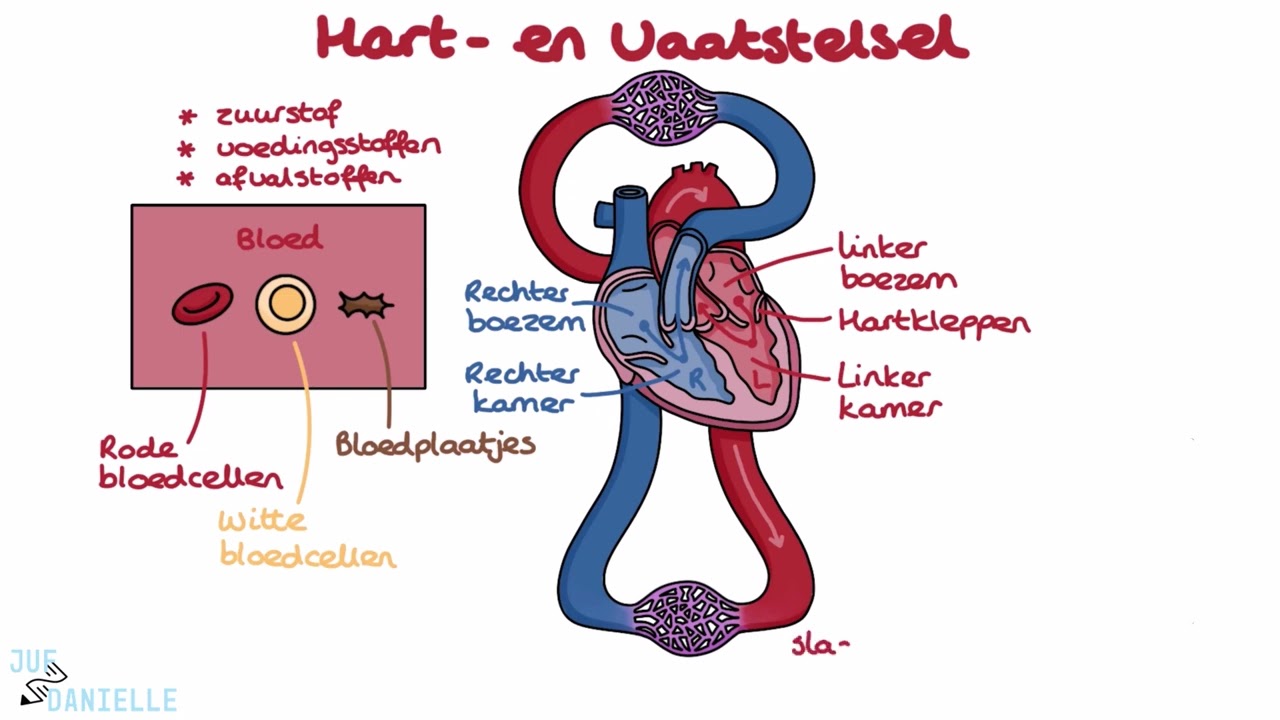 MyLab hart- en vaatstelsel