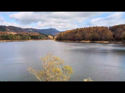2023/11/19 Planalto de Onbara "Lago Onbara" no final do outono Neste outono, o resfriamento da manhã e da noite foi adiado, então as folhas de outono podem ser vistas por mais tempo do que o normal 🍁