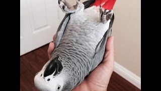 How to Create a Cuddly & Affectionate Parrot