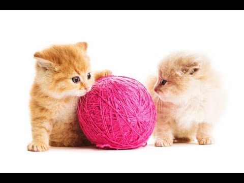 My Kitten's Playing All The time Like That 🐈 | Adorable Kittens Playing together. 😺.