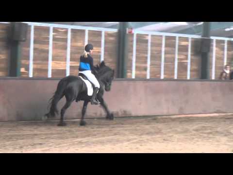 Stal Okkema's Gerke (Mcihiel x Monte)