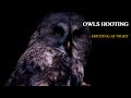 Different Owls Hooting At Night Video 9 Hours Of Owls Sounds Hoot Hoot To Relax Sleep
