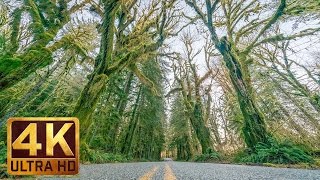 4K Scenic Drive | Upper Hoh Road, Olympic Peninsula - 2HRS Relaxation Video + Music