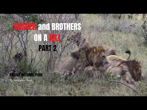 LIONESS STALKS & KILLS KUDU FOR CASPER & BROTHERS part2 in Kruger National Park South Africa