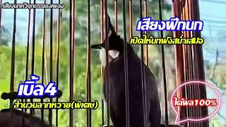 เสียงนกกรงหัวจุก | เบิ้ล4 เสียงชัดเจนสำนวนลากหวาย!! เปิดฝึกนกต่อเนื่อง | #เสียงกระตุ้นนกรงหัวจุก