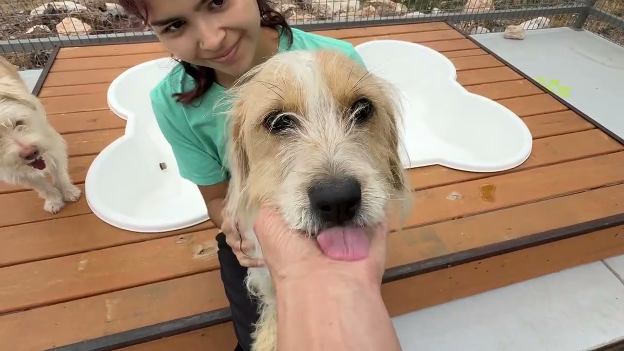 Enlarge Maple, a Adoptable mixed breed in Austin, TX video 6/6