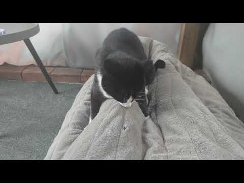My Cat Humping My Leg